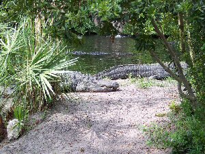 Aligators at Busch Gardens